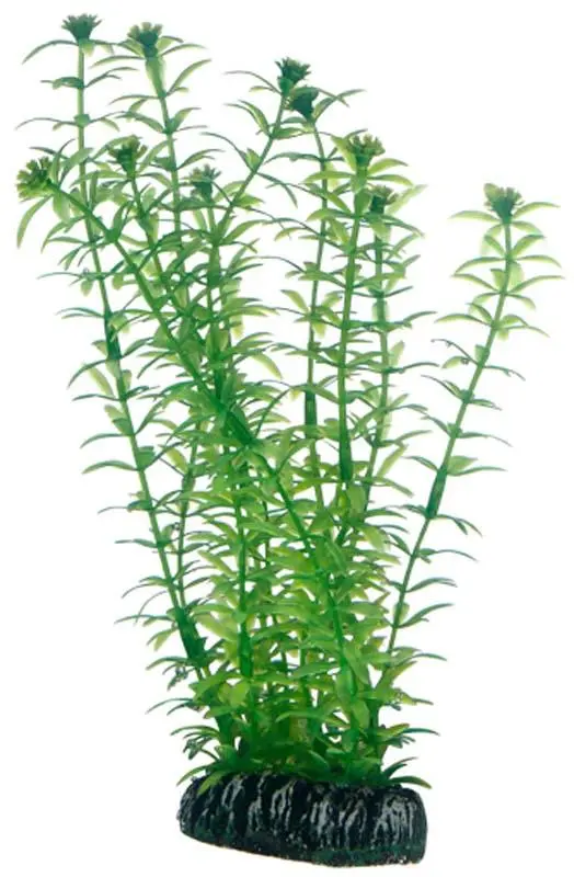 Hobby Lagarosiphon 20 cm